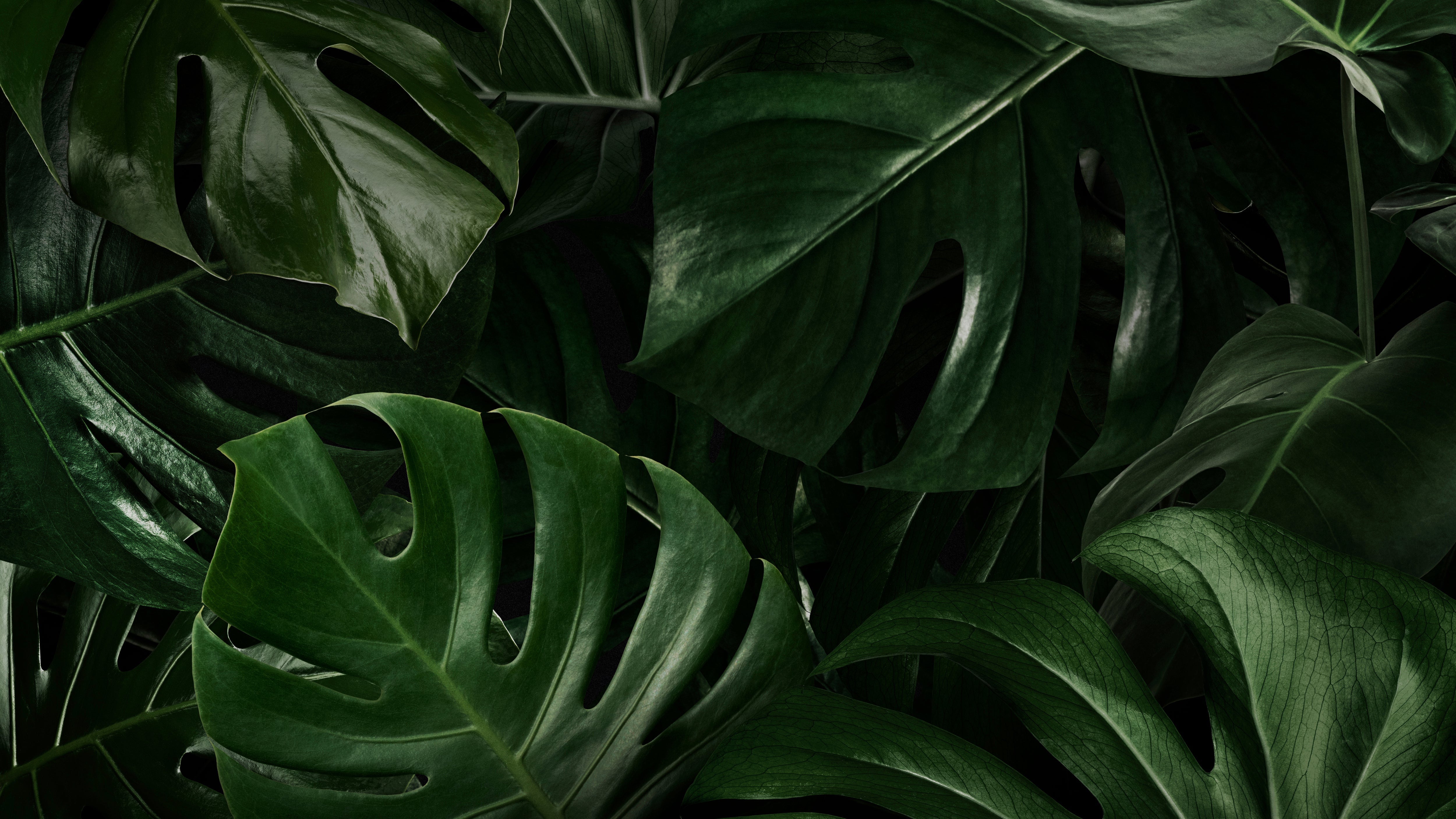 Nature Wallpaper Pack