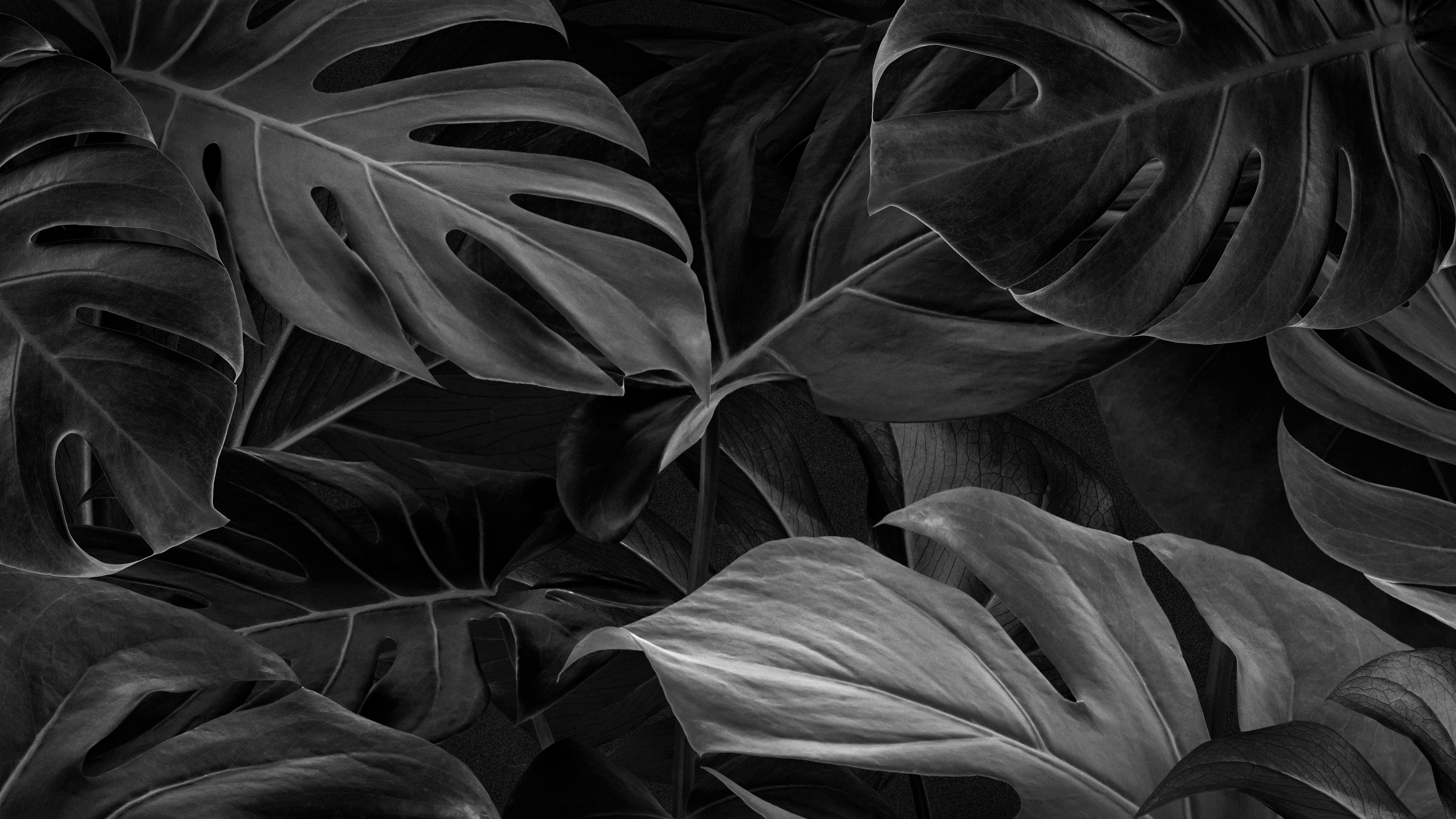 Nature Wallpaper Pack
