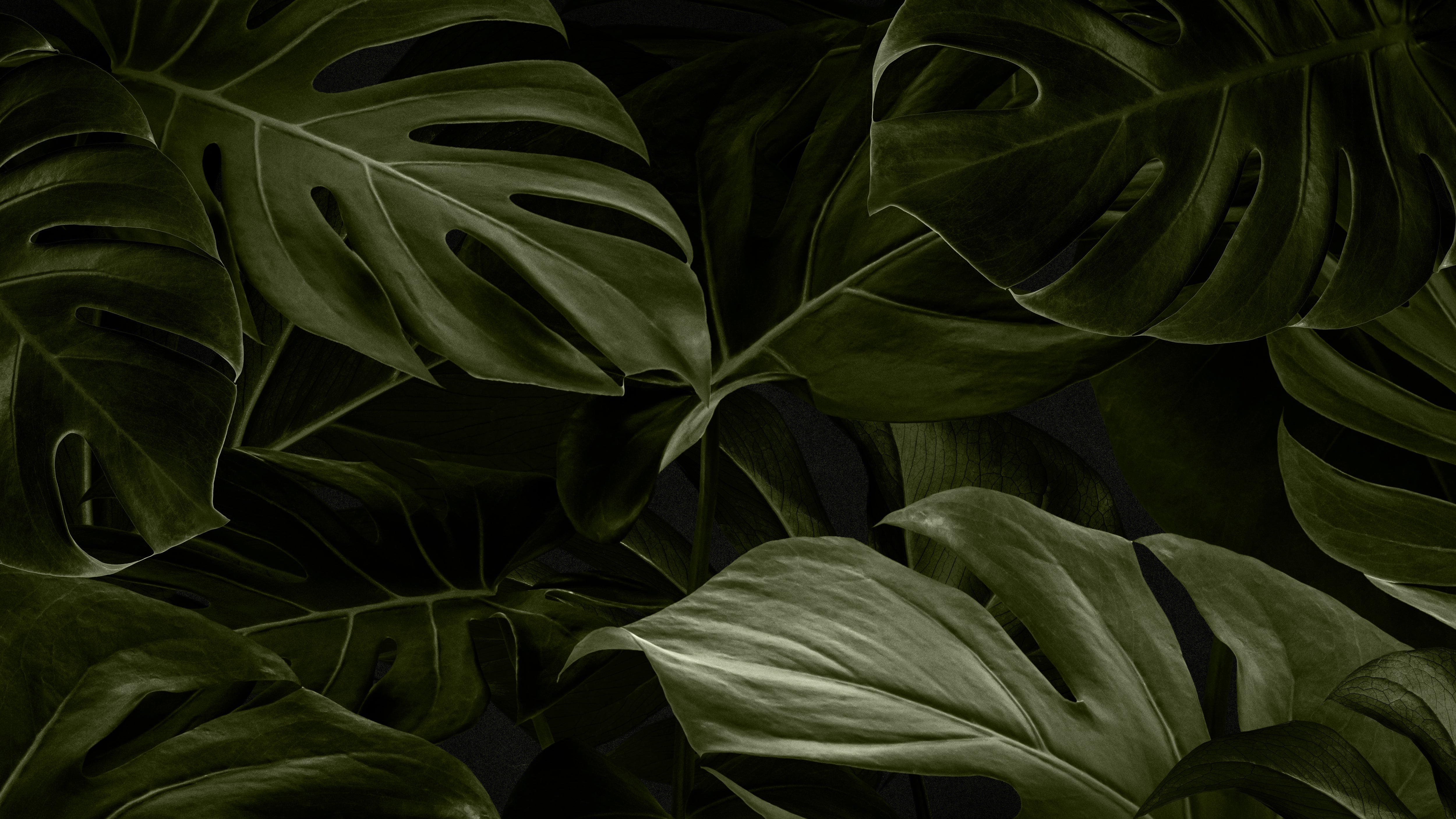 Nature Wallpaper Pack